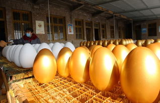 蒼溪興隆工藝品廠借力互聯(lián)網(wǎng)，年銷40萬枚金蛋創(chuàng)奇跡